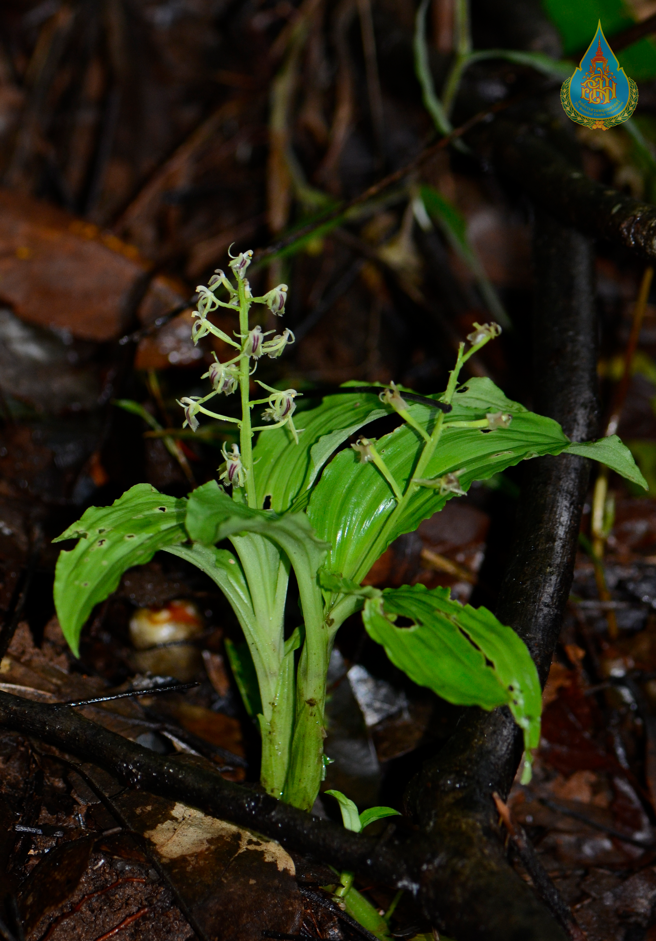 เอื้องกลีบม้วนปากฝอย Liparis barbata Lindl.<br/>ORCHIDACEAE